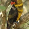 An yellow-phase Dusky Lory perches on a branch