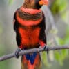 An orange-phase Dusky Lory perches on a branch at Jurong Bird Park