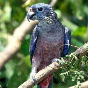 A wild Dusky Parrot perches on a branch