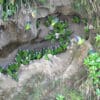 Wild Dusky-headed Conures gather at a clay lick