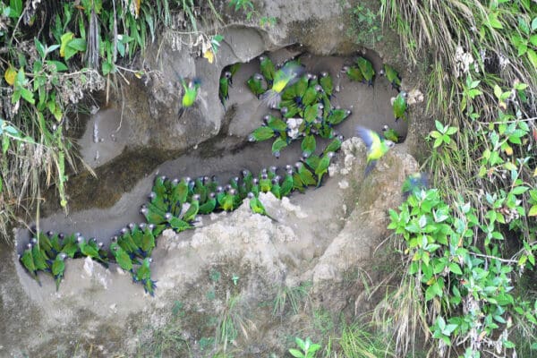 Wild Dusky-headed Conures gather at a clay lick