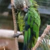 A Dusky-headed Conure preens itself