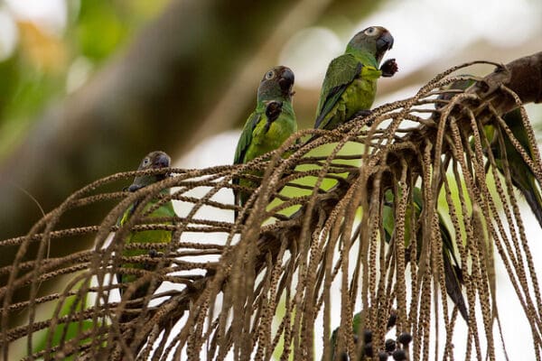 Wild Dusky-headed Conures feed on fruit