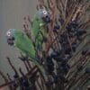 Wild Dusky-headed Conures feed on fruits