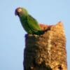 A wild Dusky-headed Conure perches atop a tree stump