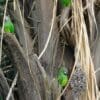 Wild Dusky-headed Conures perch in a tree and preen