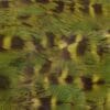 A closeup of Eastern Ground Parrot plumage