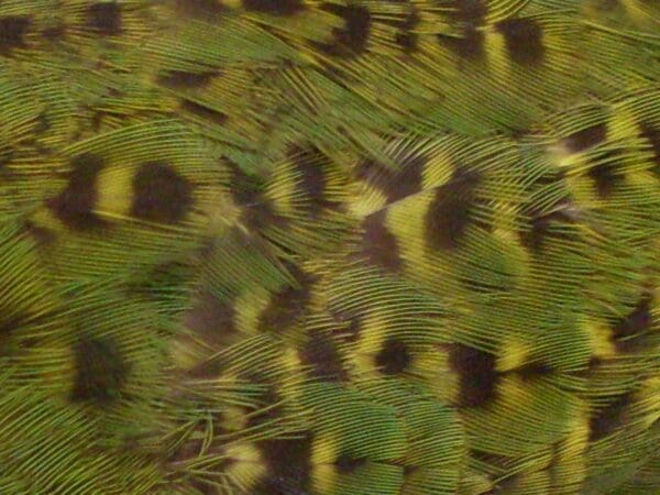 A closeup of Eastern Ground Parrot plumage