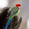 A wild Eastern Rosella perches on a snag