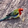 A wild Eastern Rosella forages on the ground