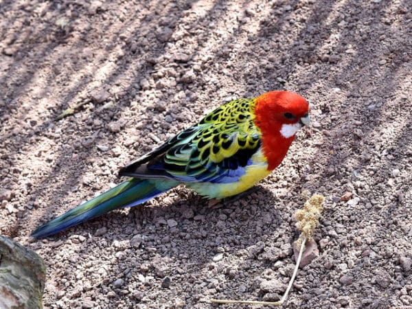 A wild Eastern Rosella forages on the ground