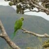 A wild male Echo Parakeet perches in a tree