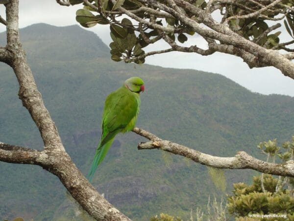 A wild male Echo Parakeet perches in a tree