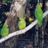 Female Echo Parakeets perch on a branch