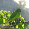 A wild female Echo Parakeet perches in a tree