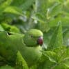 A wild male Echo Parakeet perches in a tree