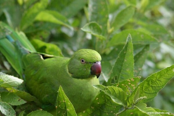 A wild male Echo Parakeet perches in a tree