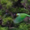 A wild male Echo Parakeet in flight