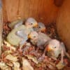 Wild Echo Parakeet chicks huddle together in their nest box