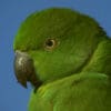 A wild female Echo Parakeet closeup profile