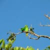 A wild Echo Parakeet fledgling is fed by male parent