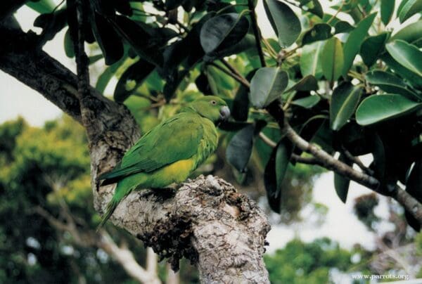 A wild female Echo Parakeet perches in a tree