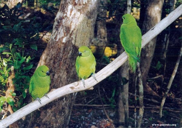 Female Echo Parakeets perch on a branch