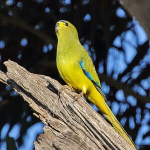 A wild Elegant Parrot perches on a snag