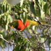 A wild Emerald Lorikeet feeds in a tree