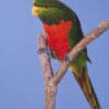 An Emerald Lorikeet perches on a stand