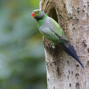 A wild male Emerald-collared Parakeet perches by a nest