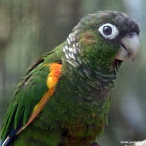 A closeup of a companion Fiery-shouldered Conure