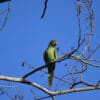 A wild Finsch's Conure perches on a branch