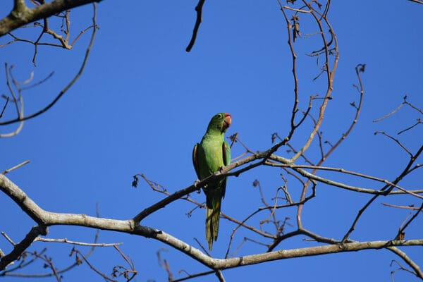 A wild Finsch's Conure perches on a branch