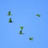 Wild Finsch's Conures flock in the skies