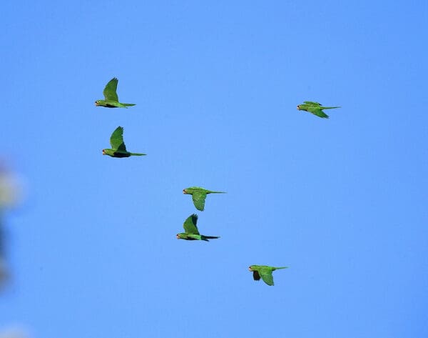 Wild Finsch's Conures flock in the skies