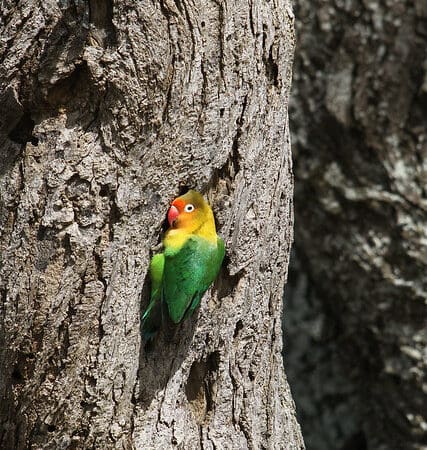 Fischer’s Lovebird Research