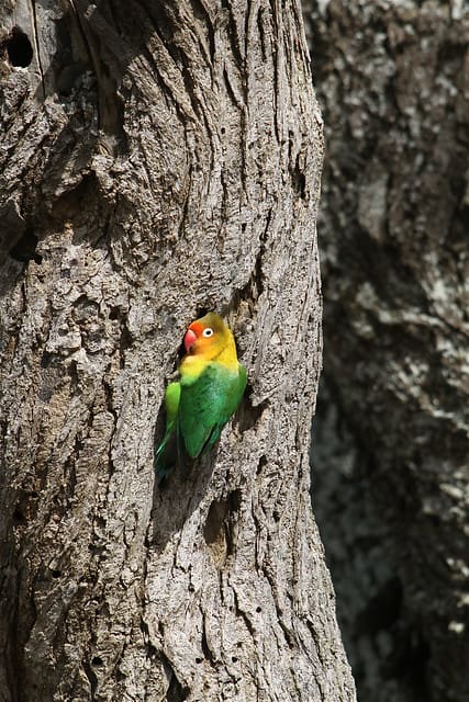 Fischer’s Lovebird Research