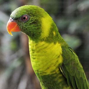 Closeup of a Flores Lorikeet