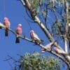 Wild Galahs perch in a tree