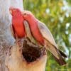 Wild Galahs at a tree cavity