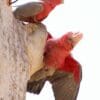 Wild Galahs at a tree cavity