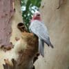 A wild Galah perches at tree cavity