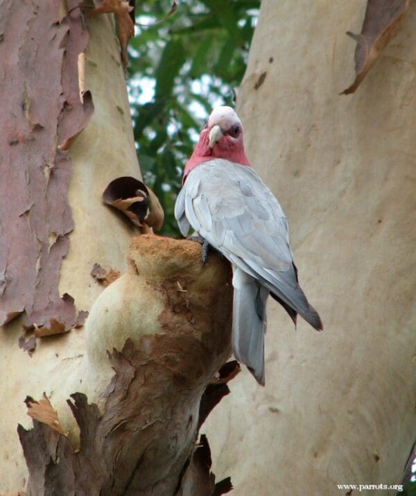 A wild Galah perches at tree cavity