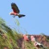 Wild Galahs land in a tree