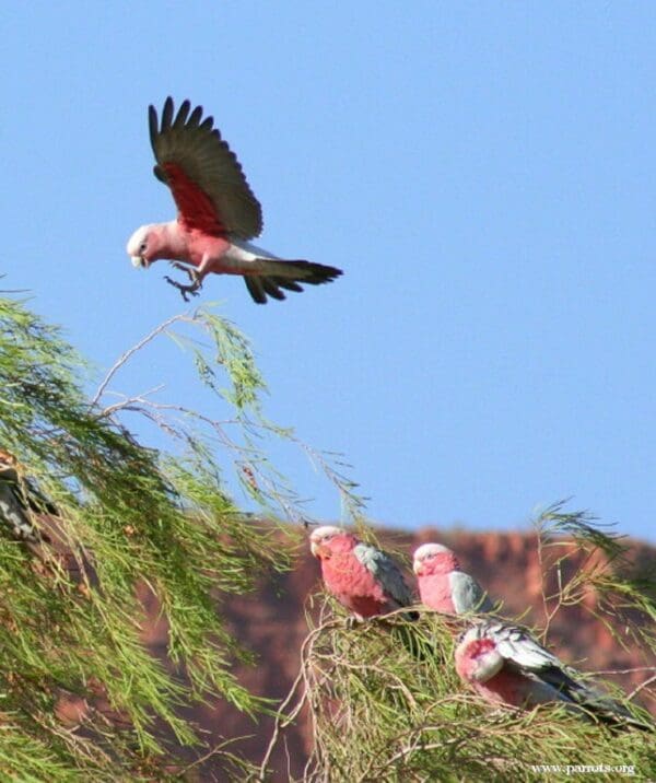 Wild Galahs land in a tree