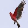 A wild Galah takes to the skies