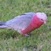 A wild female Galah forages on the ground