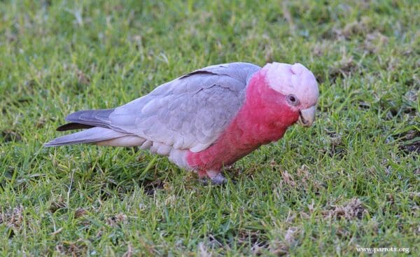 A wild female Galah forages on the ground