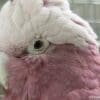 A closeup of a female companion Galah, 'Annie'